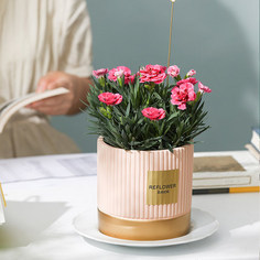 茉莉時(shí)節(jié) 夏日的芬芳饋贈(zèng)