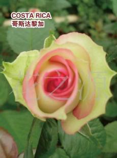 昆明華源花卉 高品質鮮切玫瑰，點亮您的禮贈生活